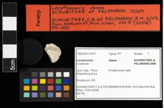 Foto (Objekt + Etiketten) von Lecythocaris obesa (Schweitzer & Feldmann, 2009) 
